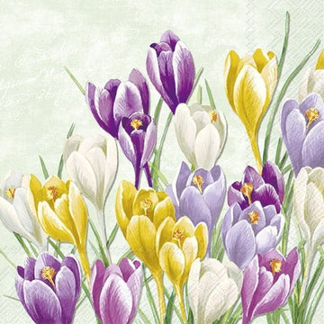 Lunch Napkins/Blooming Crocus - RUTHERFORD & Co