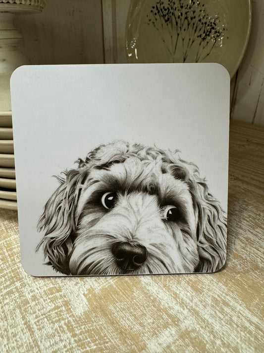 Coaster - Cockapoo