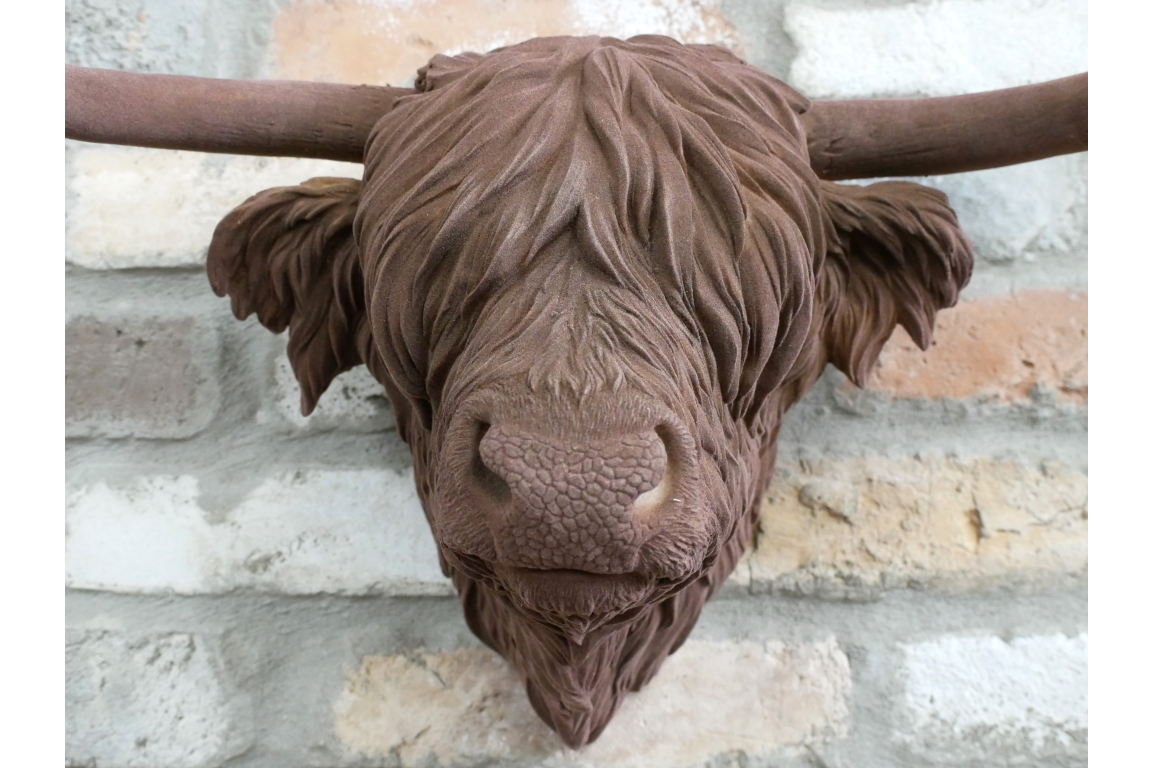 Cow Head