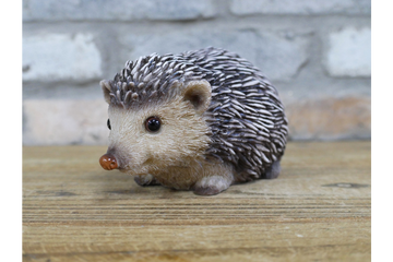 Hedgehog
