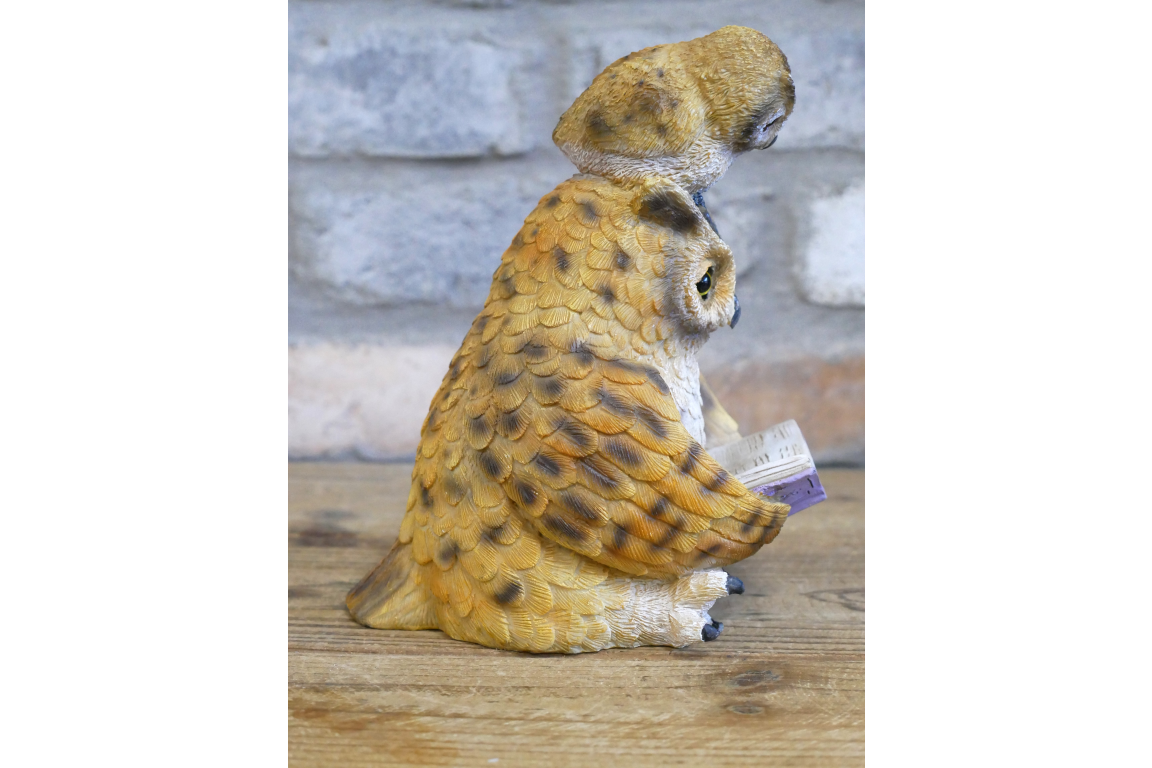 Owl Reading