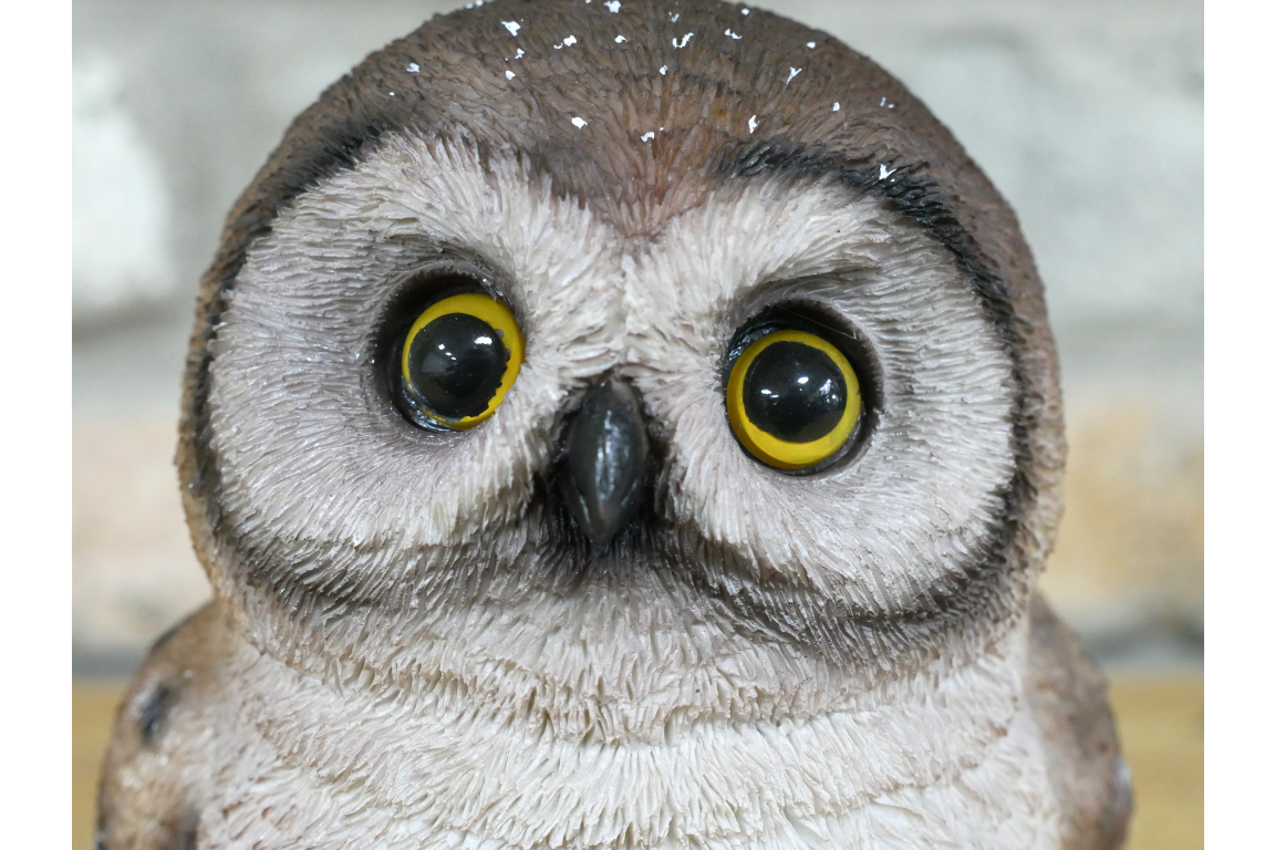 Owl