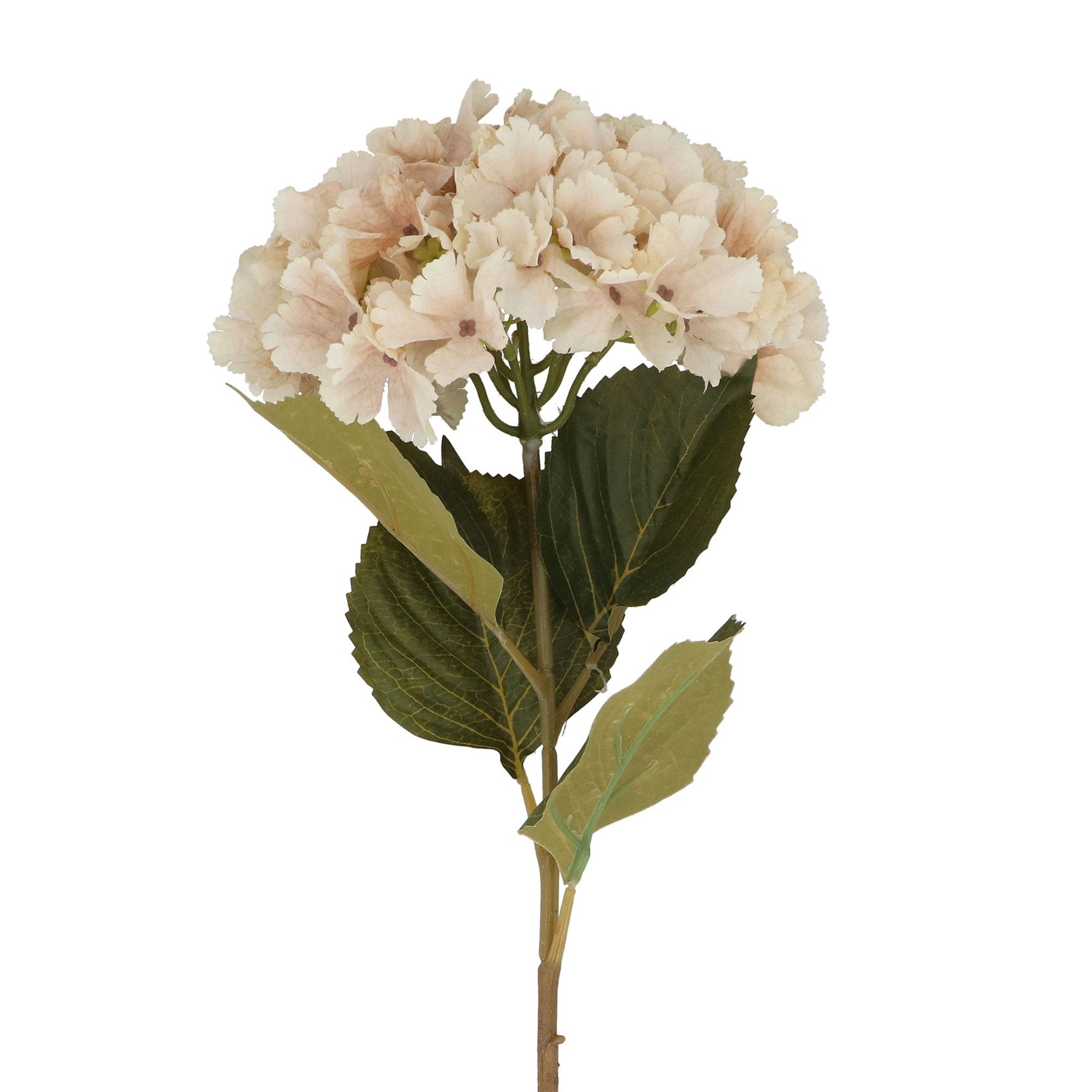 Stem 84cm - Antique Cream Hydrangea