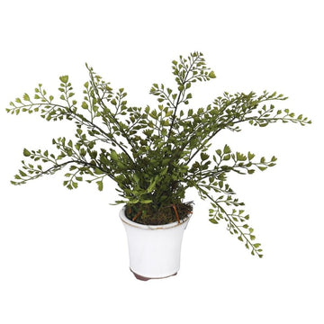 Maiden Hair Fern in Pot
