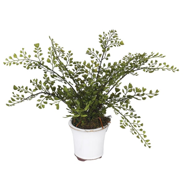 Maiden Hair Fern in Pot