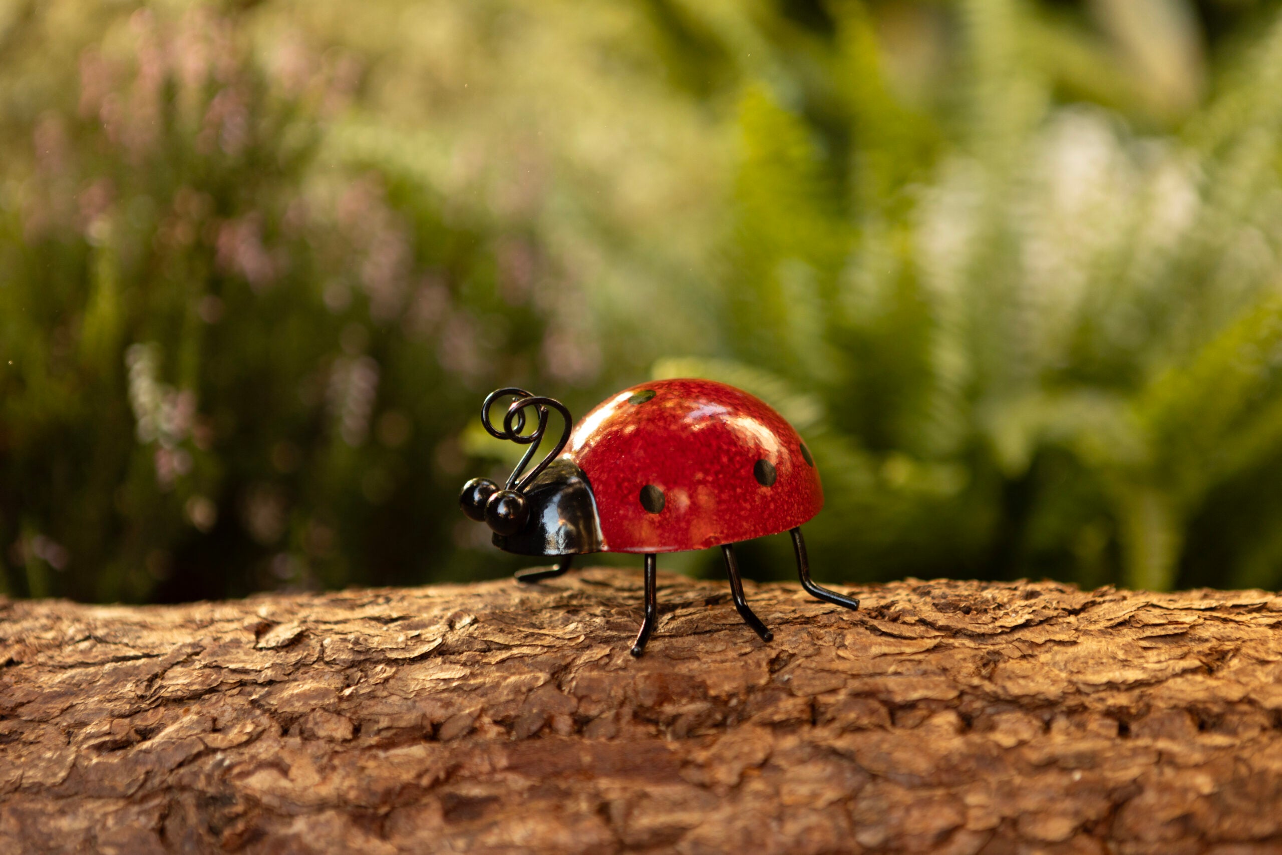 Ladybird