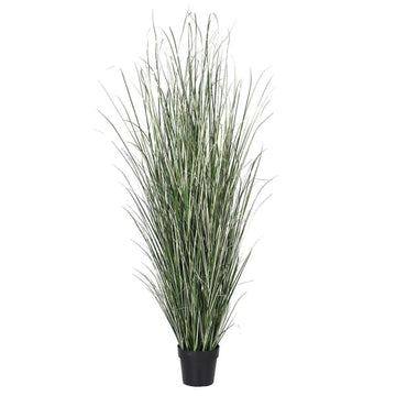 183cm Grass Plant in Pot