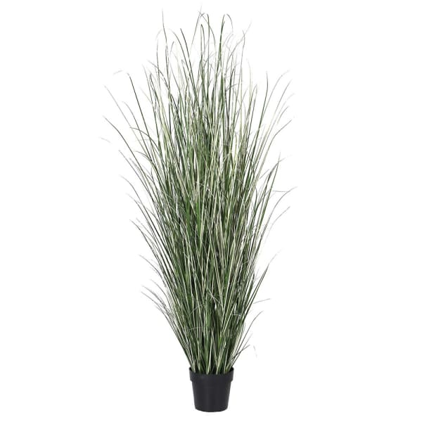 183cm Grass Plant in Pot