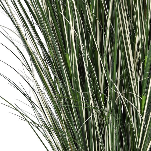 183cm Grass Plant in Pot