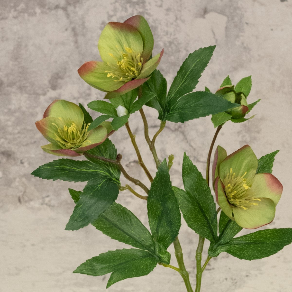 Faux Hellebore Green