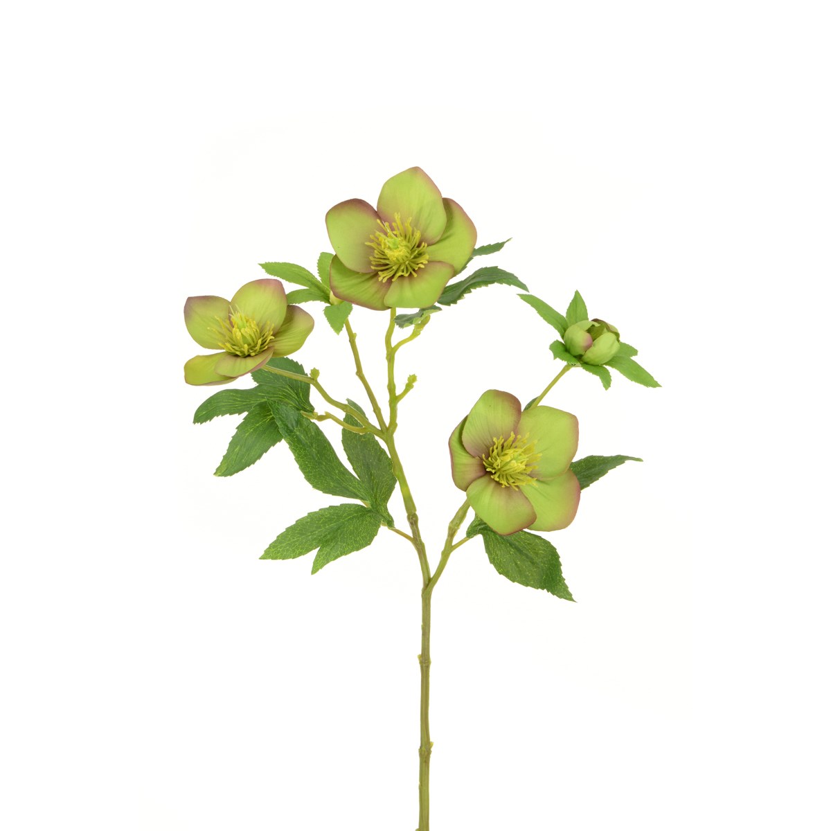 Faux Hellebore Green
