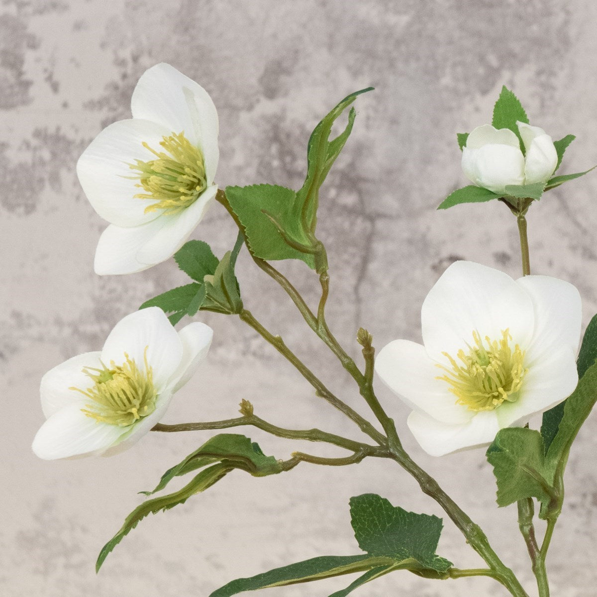 Faux Hellebore White