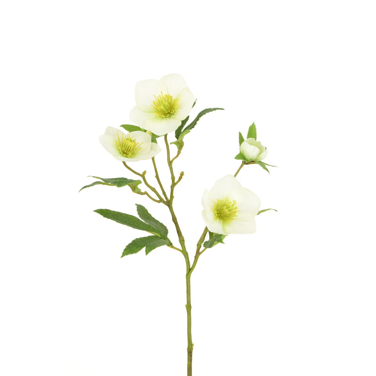 Faux Hellebore White