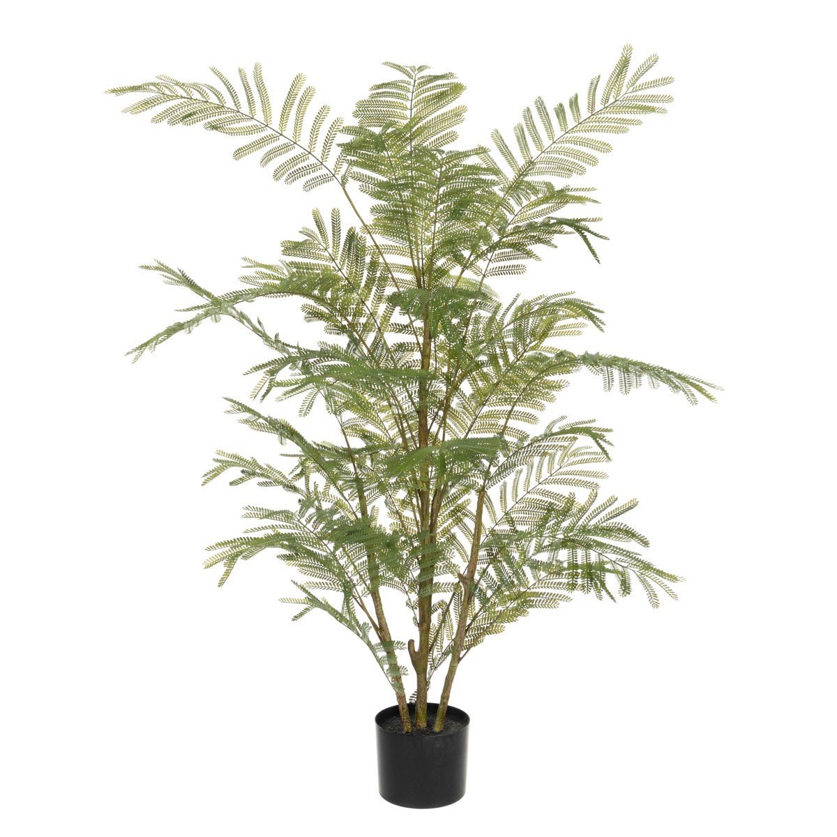 Acacia Plant In Pot 135cm/Green - RUTHERFORD & Co