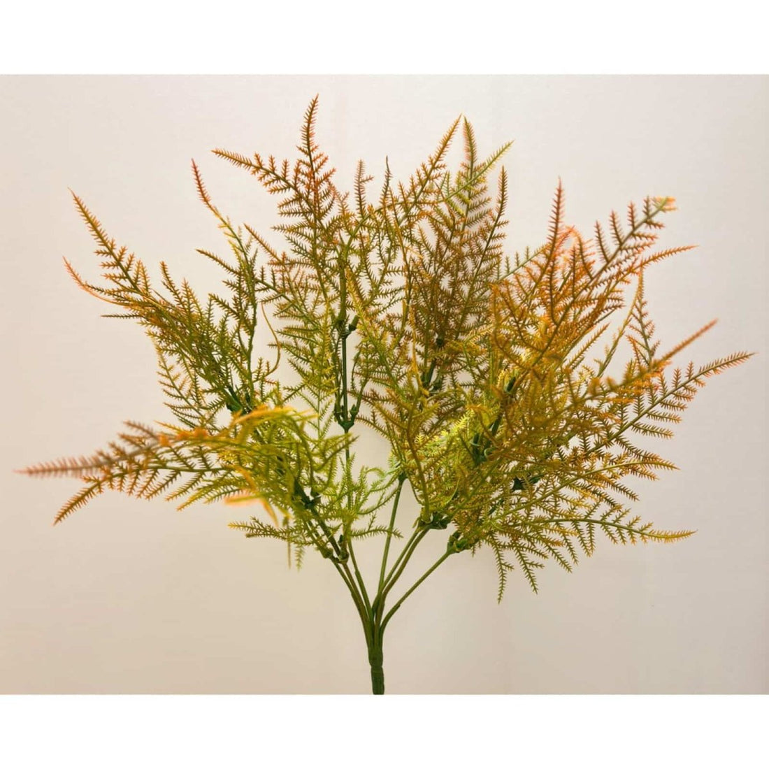 Asparagus Fern Brown - RUTHERFORD & Co