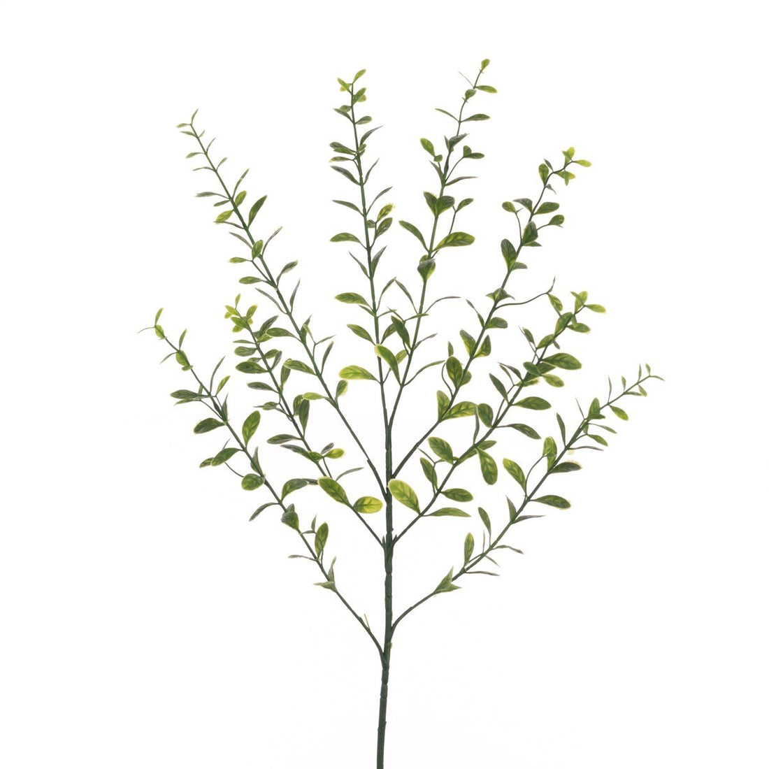 Bay Leaf Spray 77cm/Green - RUTHERFORD & Co