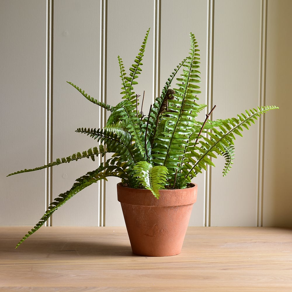 Boston Fern in Pot - RUTHERFORD & Co