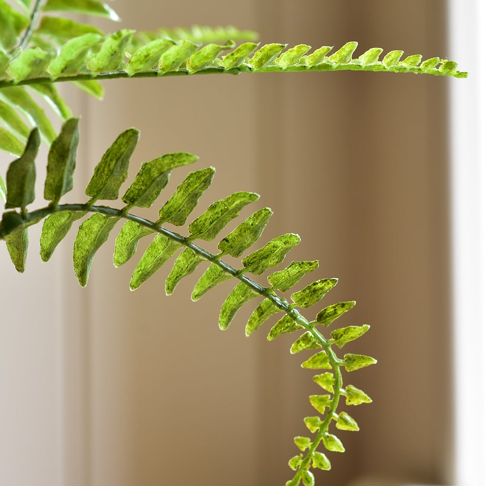 Boston Fern in Pot - RUTHERFORD & Co