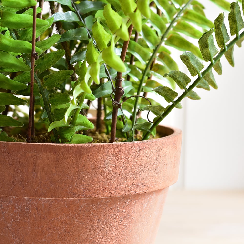 Boston Fern in Pot - RUTHERFORD & Co