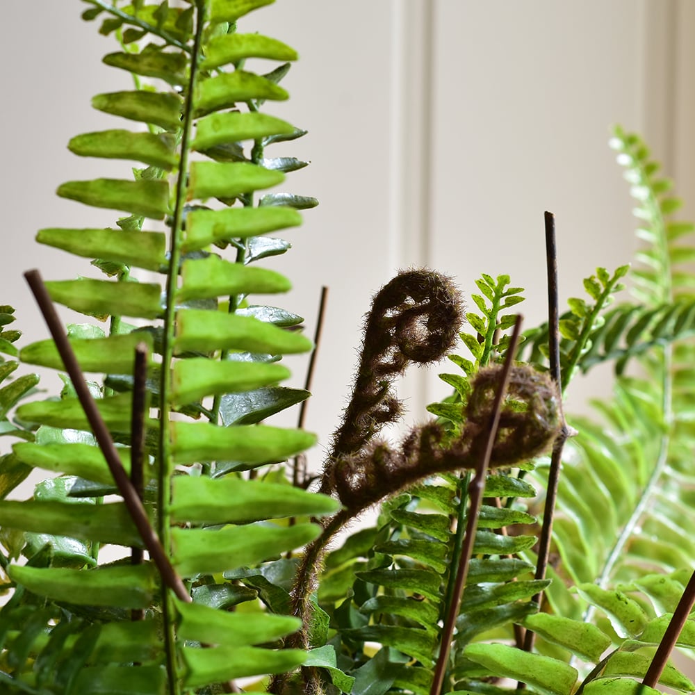 Boston Fern in Pot - RUTHERFORD & Co