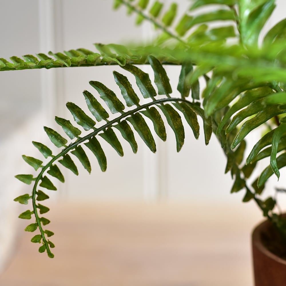 Boston Fern in Pot - RUTHERFORD & Co