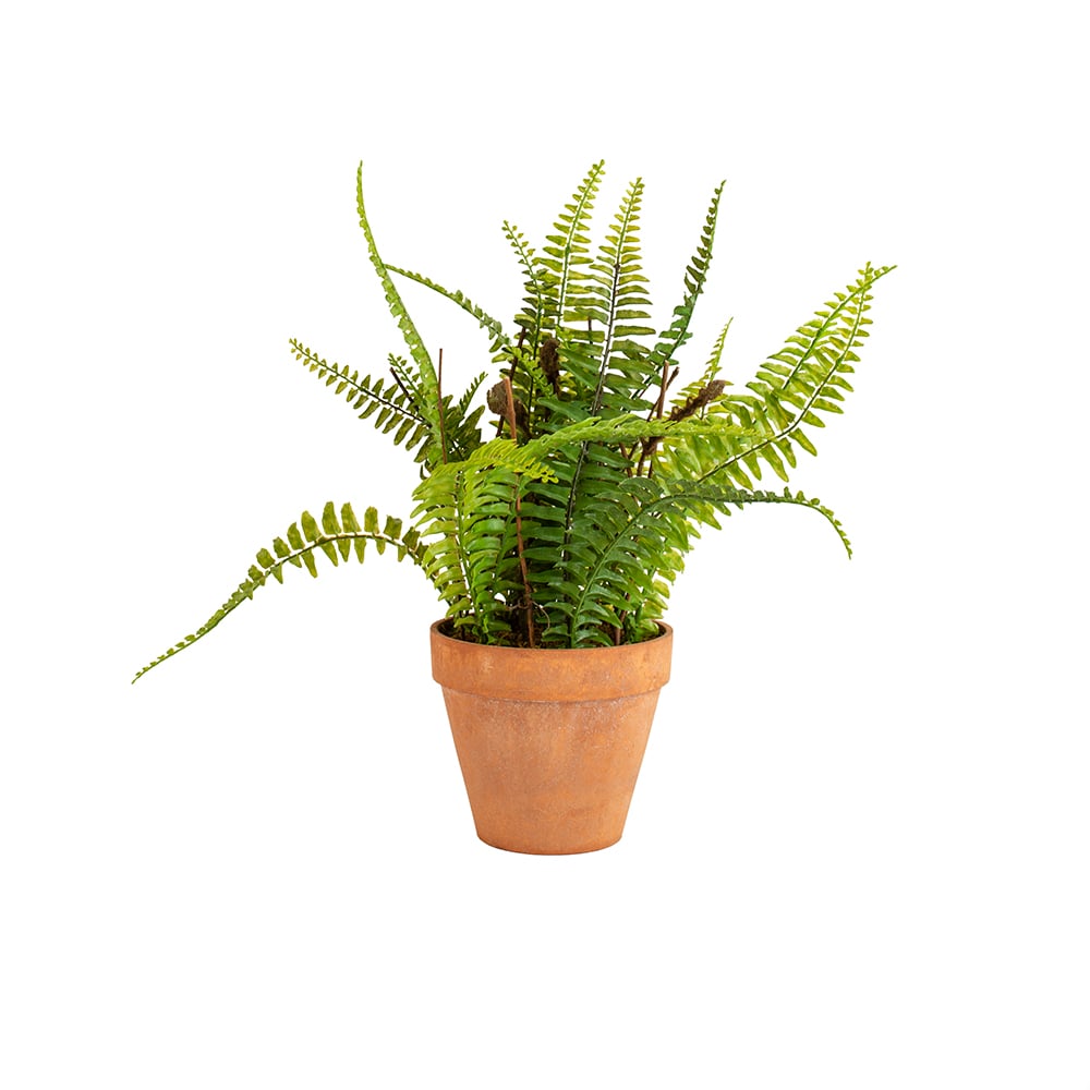 Boston Fern in Pot - RUTHERFORD & Co