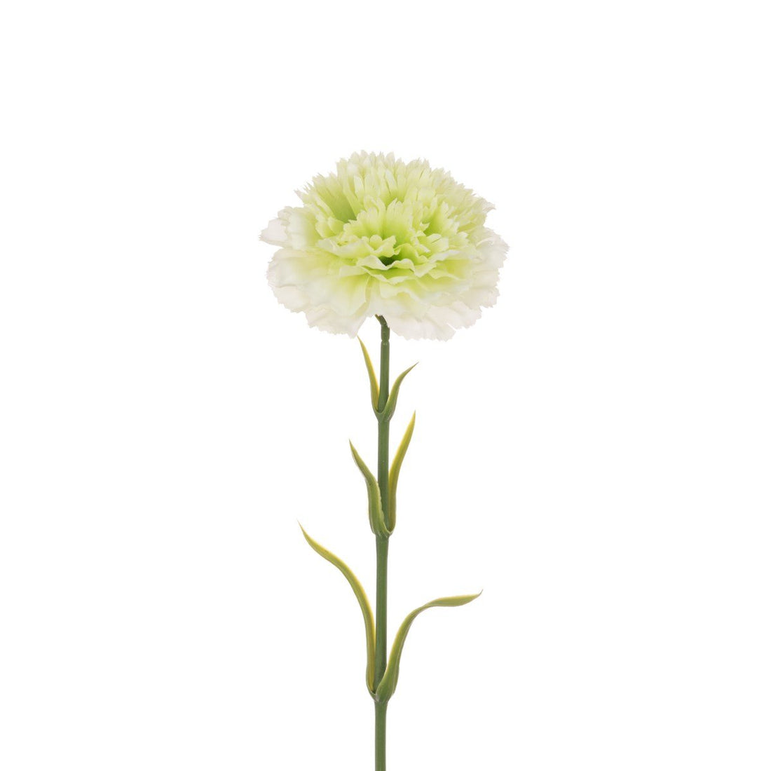 Carnation Stem 58cm/Green Cream - RUTHERFORD & Co