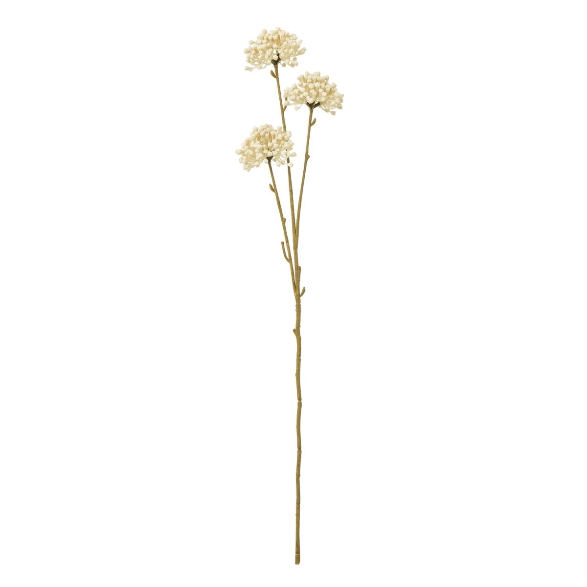 Cream Allium Spray - RUTHERFORD & Co
