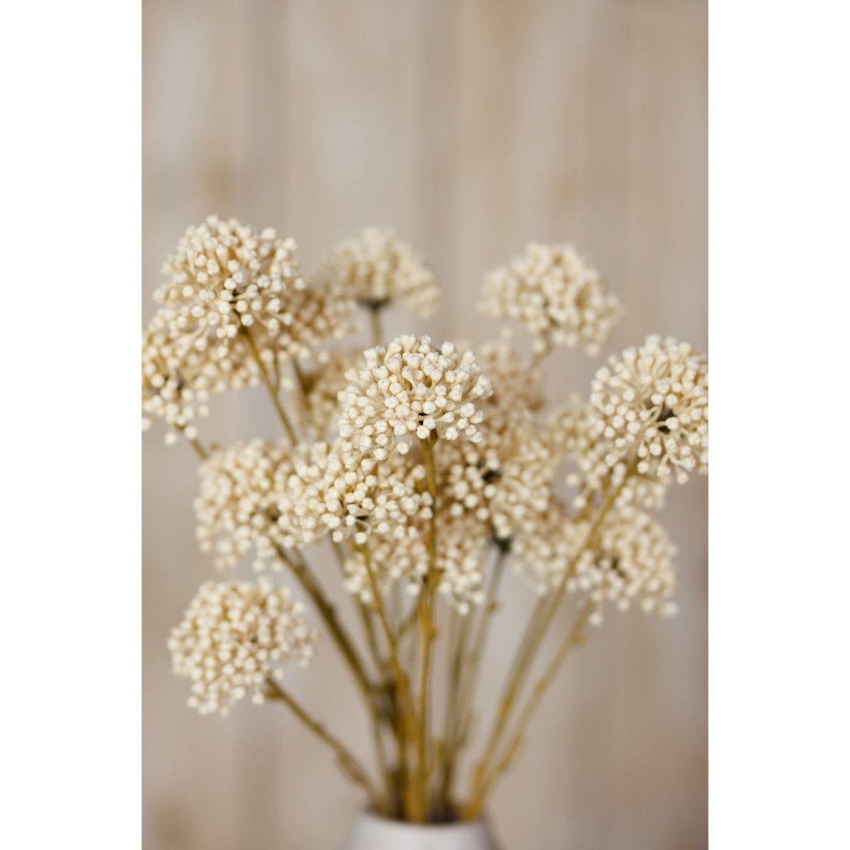 Cream Allium Spray - RUTHERFORD & Co