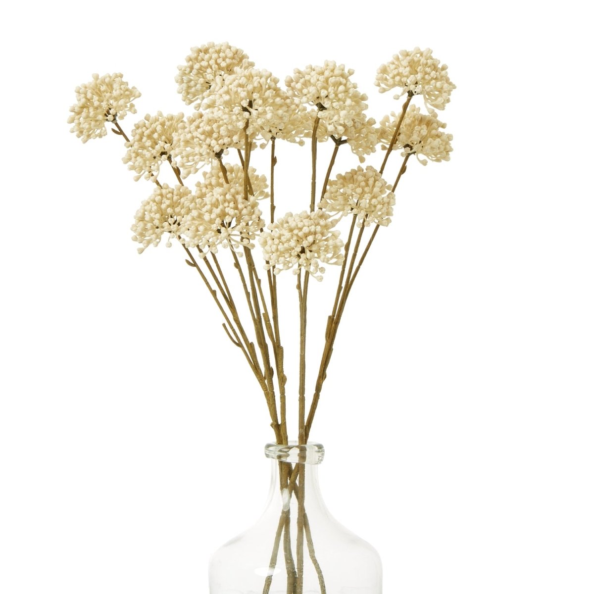 Cream Allium Spray - RUTHERFORD & Co