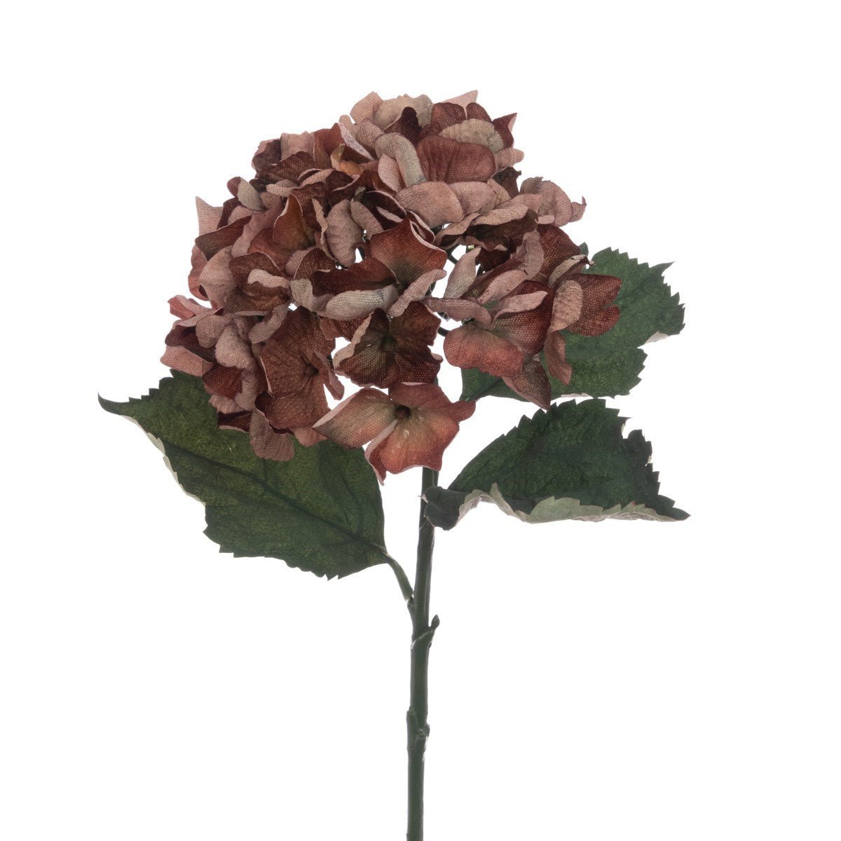 ECO Hydrangea Stem 60cm – Brown - RUTHERFORD & Co