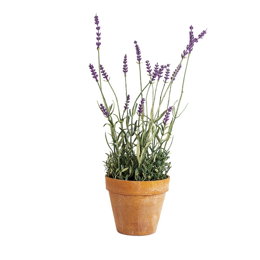 English Lavender in Pot - RUTHERFORD & Co