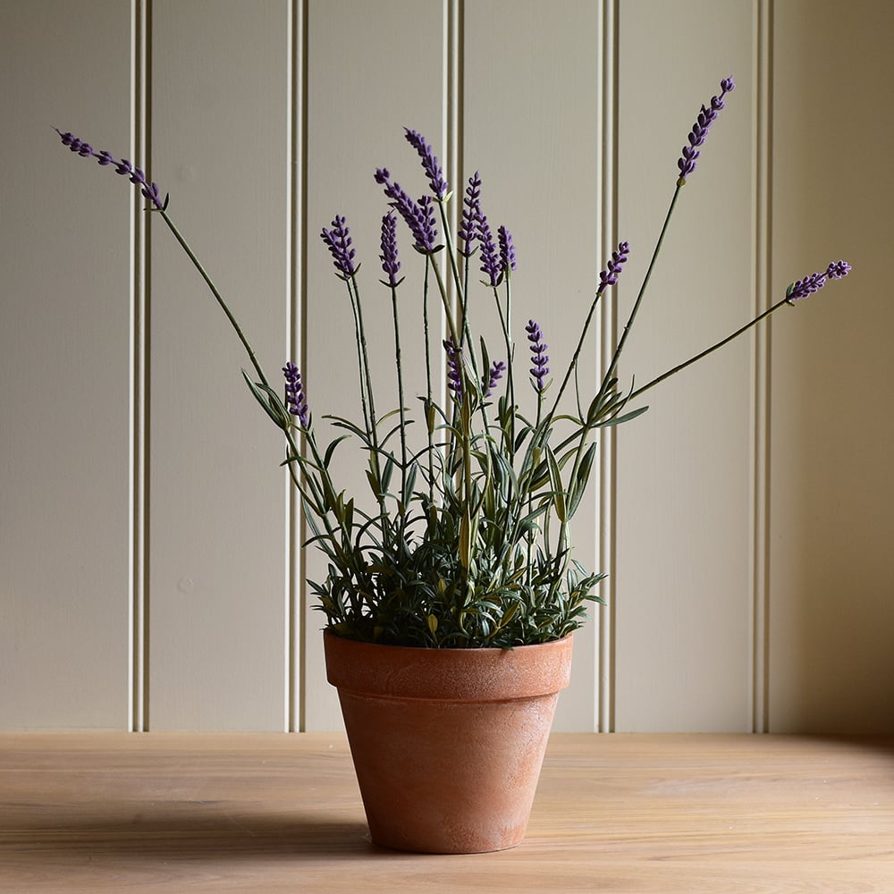 English Lavender in Pot - RUTHERFORD & Co