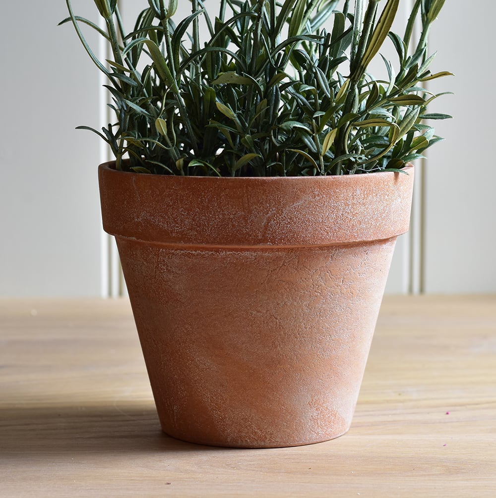 English Lavender in Pot - RUTHERFORD & Co