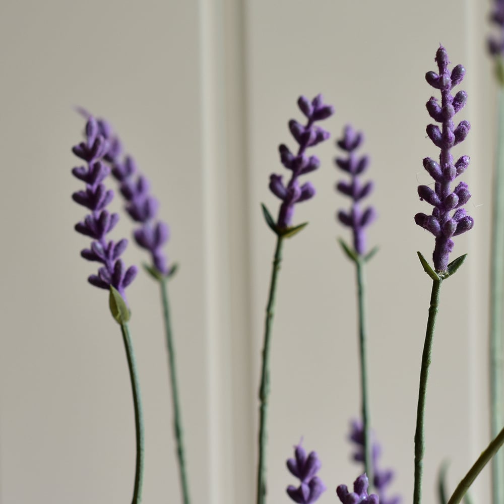 English Lavender in Pot - RUTHERFORD & Co
