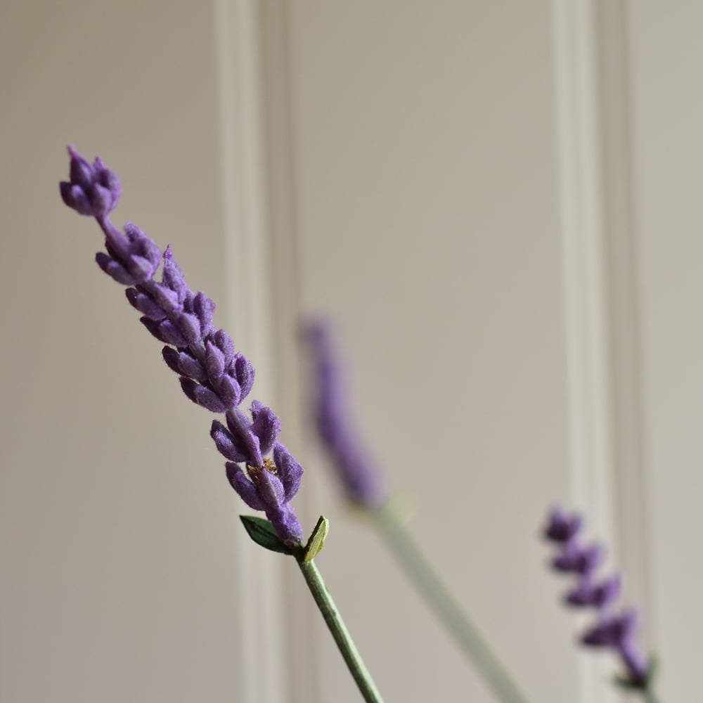 English Lavender in Pot - RUTHERFORD & Co