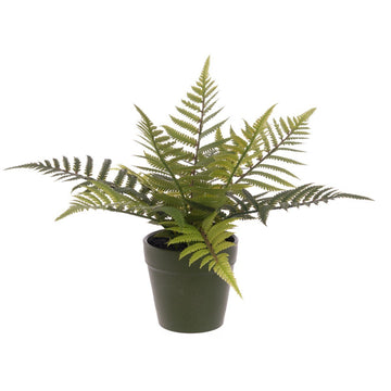 Fern In Plastic Pot 30cm - RUTHERFORD & Co