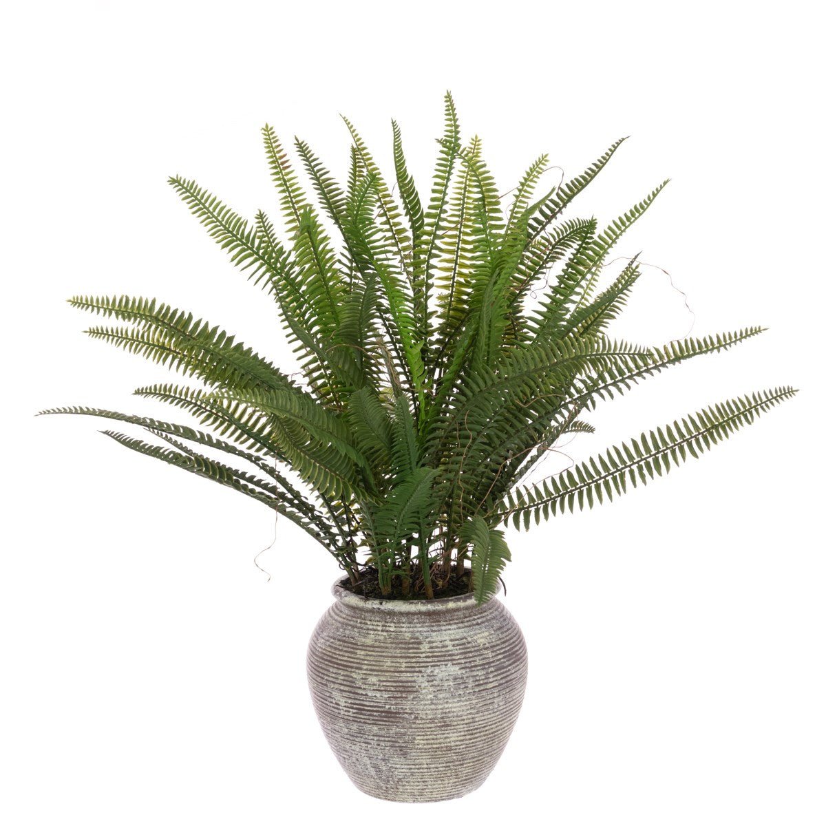 Fern In Ridge Pot 56cm/Green - RUTHERFORD & Co