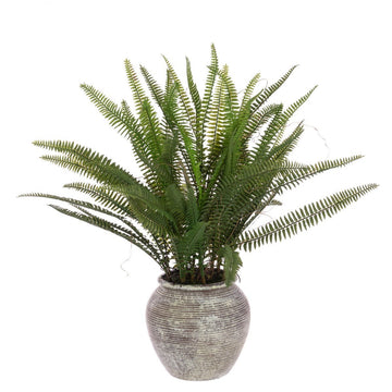 Fern In Ridge Pot 56cm/Green - RUTHERFORD & Co