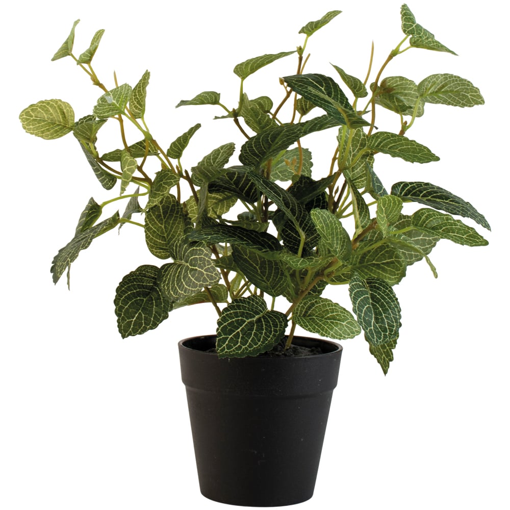 Fittonia In Pot - RUTHERFORD & Co