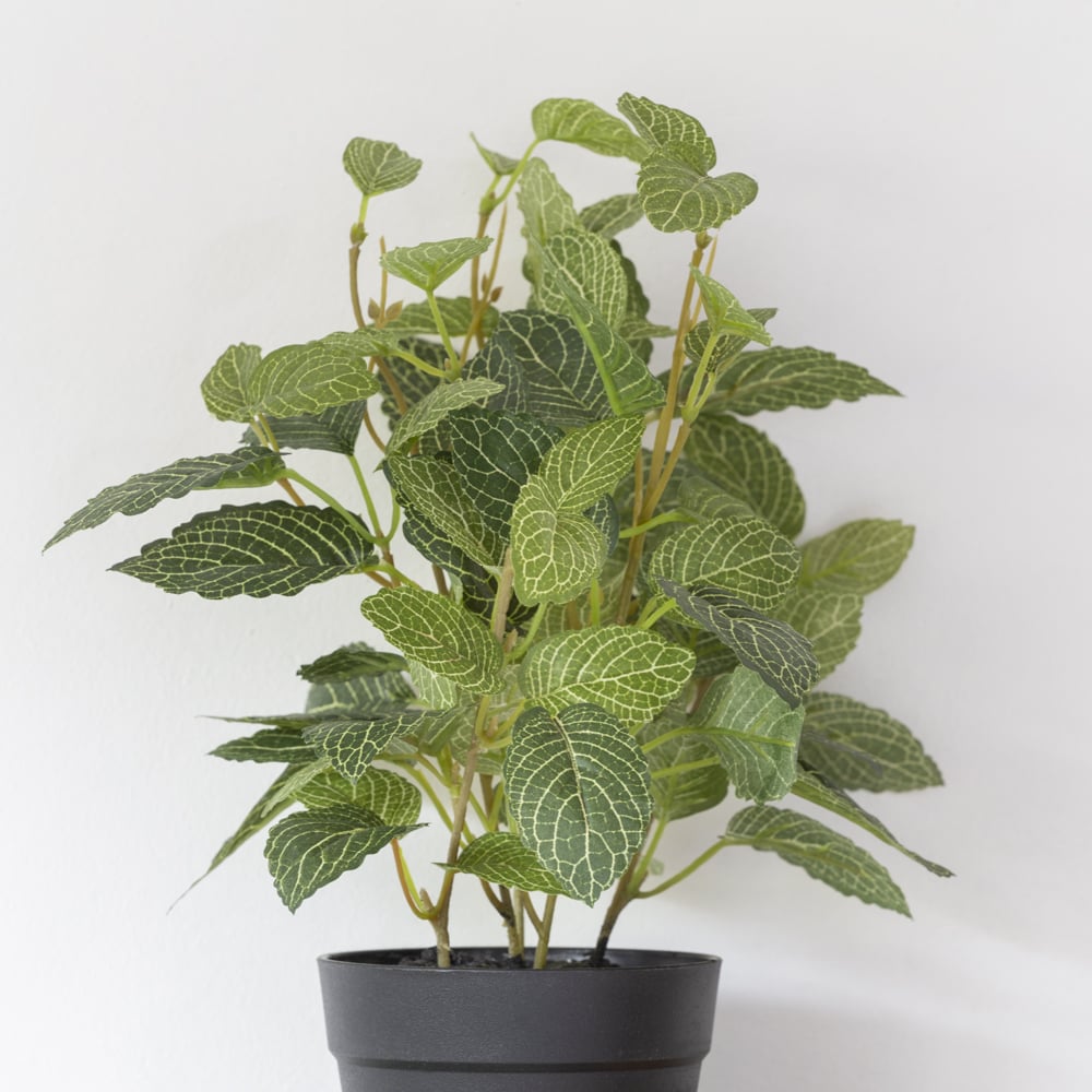 Fittonia In Pot - RUTHERFORD & Co