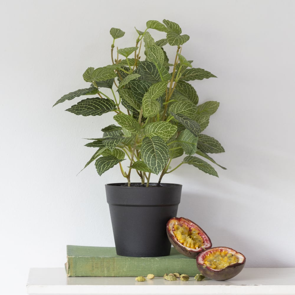 Fittonia In Pot - RUTHERFORD & Co