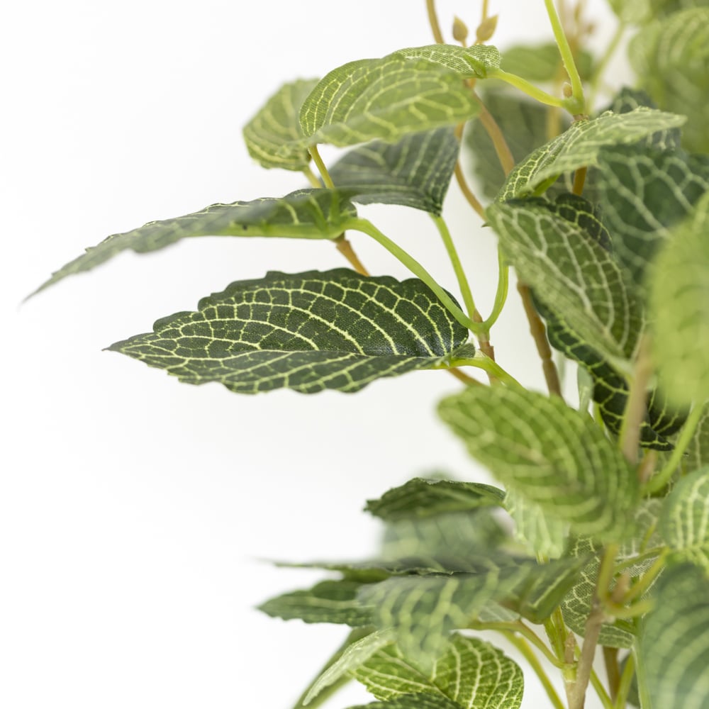 Fittonia In Pot - RUTHERFORD & Co