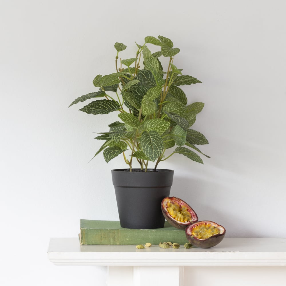 Fittonia In Pot - RUTHERFORD & Co