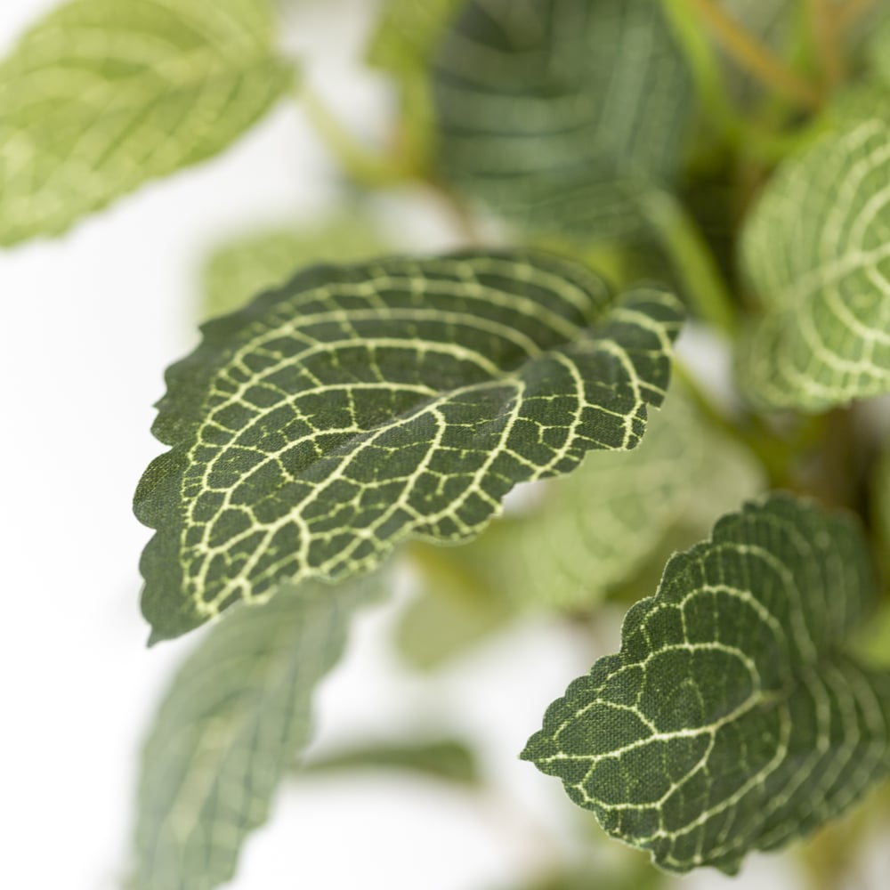 Fittonia In Pot - RUTHERFORD & Co