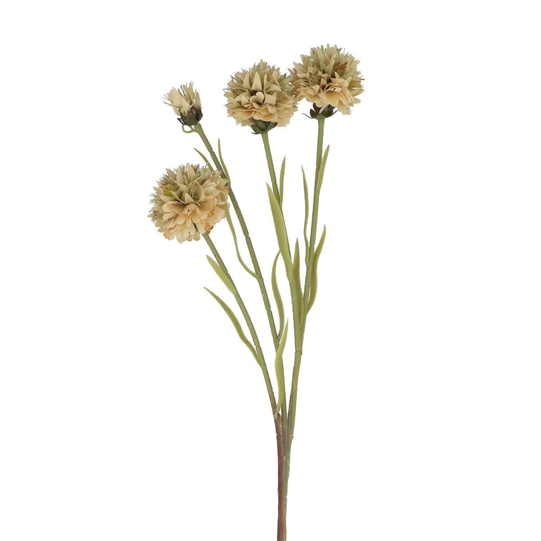 Flower 59cm - Antique Cream Echinops - RUTHERFORD & Co