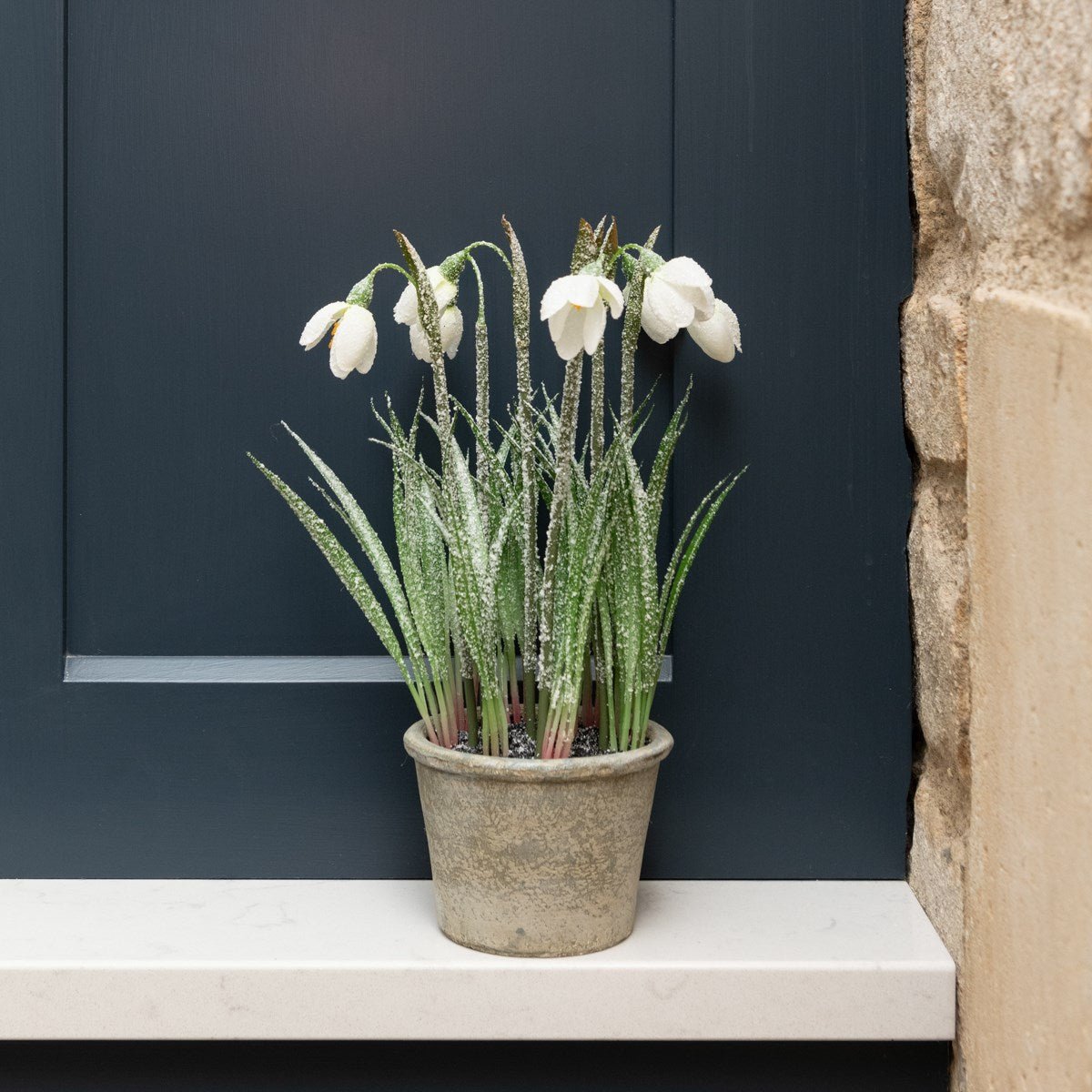 Frosted Snowdrop Plant In Pot - RUTHERFORD & Co