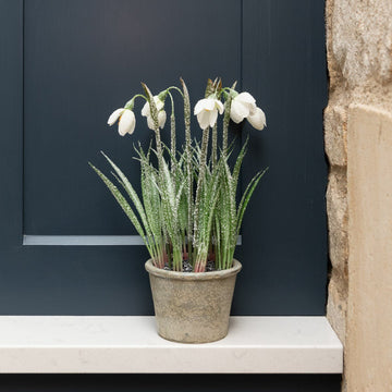 Frosted Snowdrop Plant In Pot - RUTHERFORD & Co