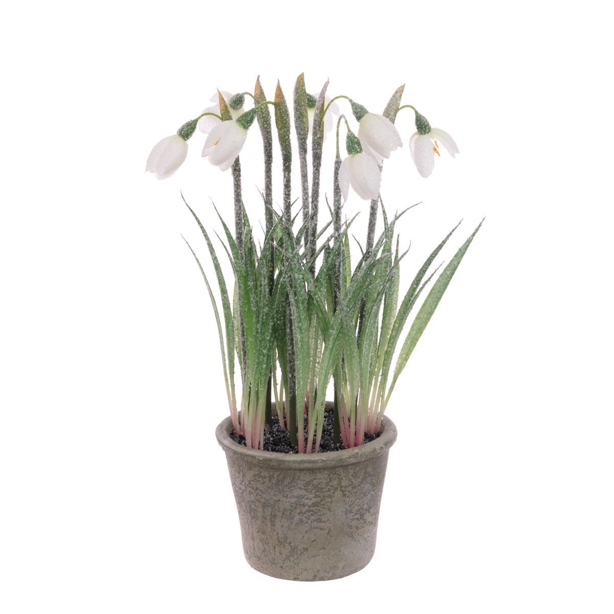 Frosted Snowdrop Plant In Pot - RUTHERFORD & Co