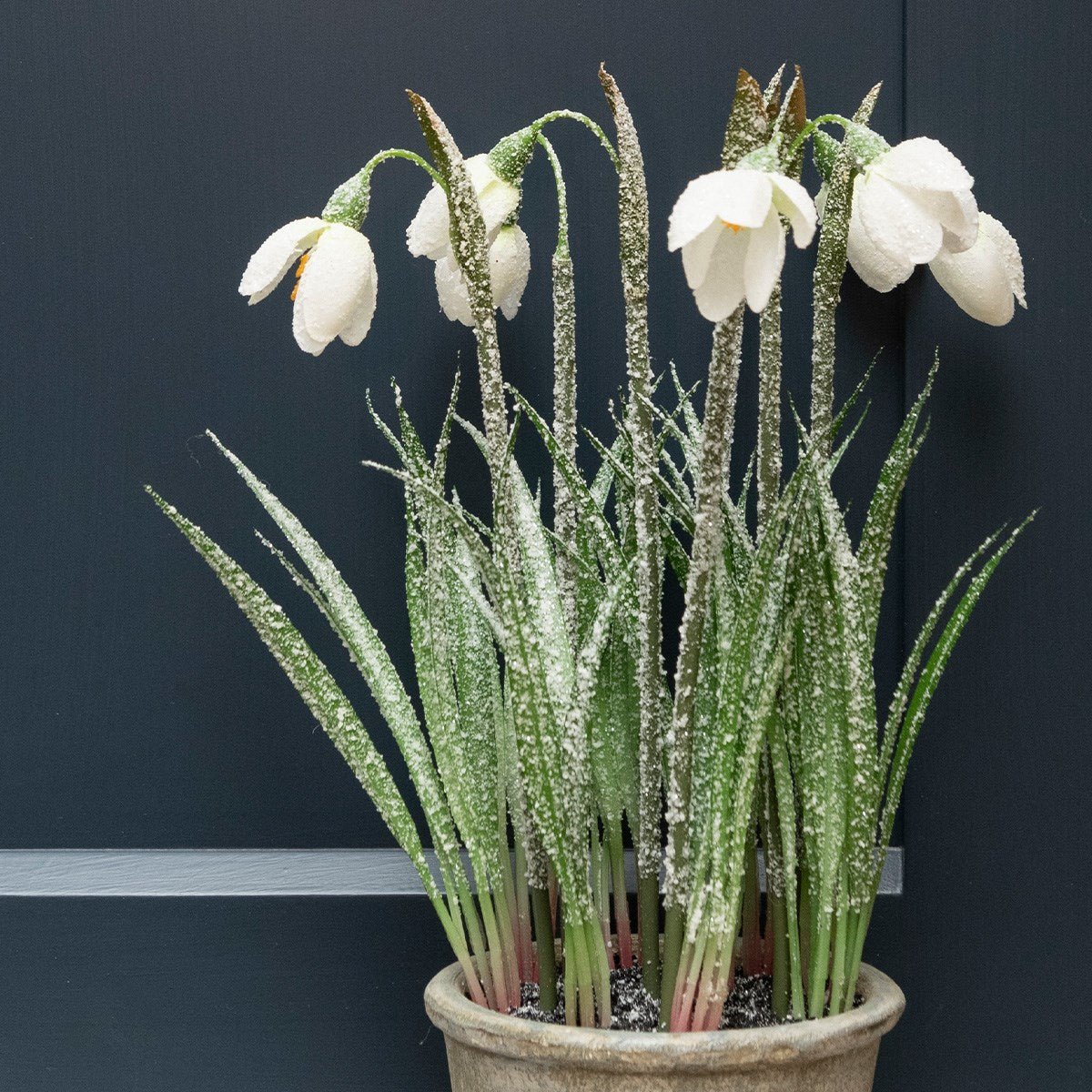 Frosted Snowdrop Plant In Pot - RUTHERFORD & Co